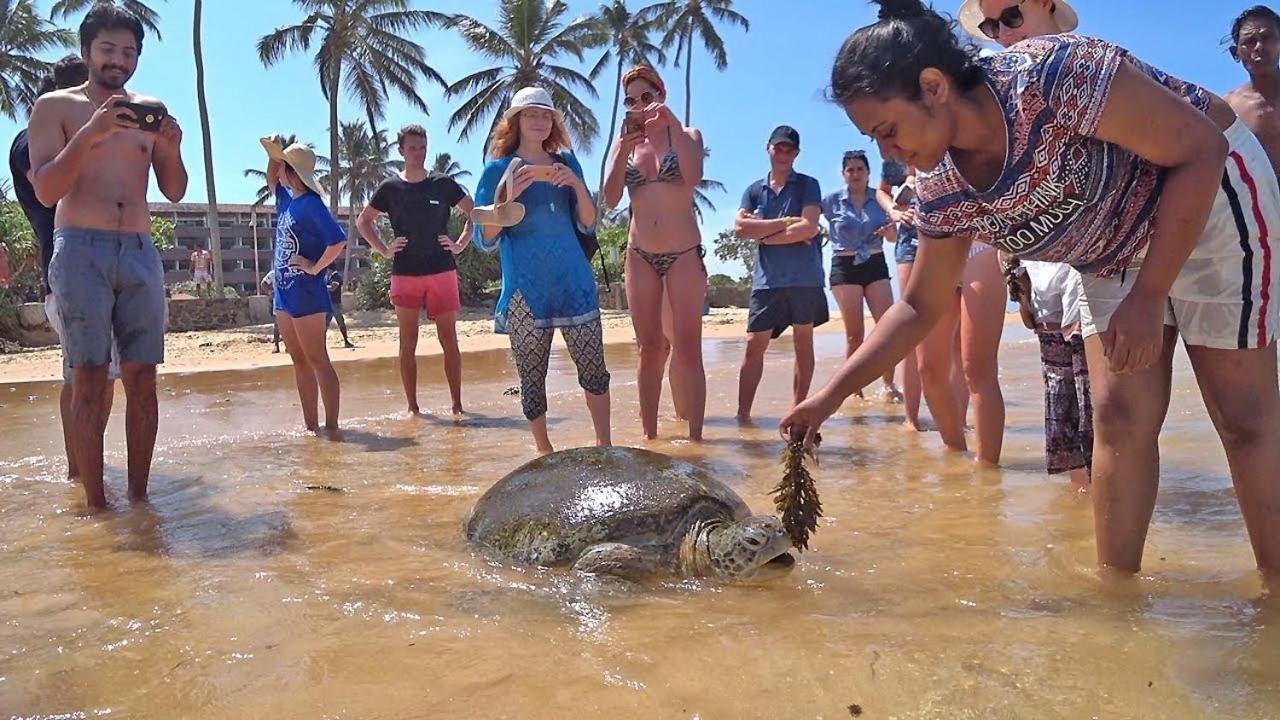 Hotel Turtle Bay Hikkaduwa Zewnętrze zdjęcie